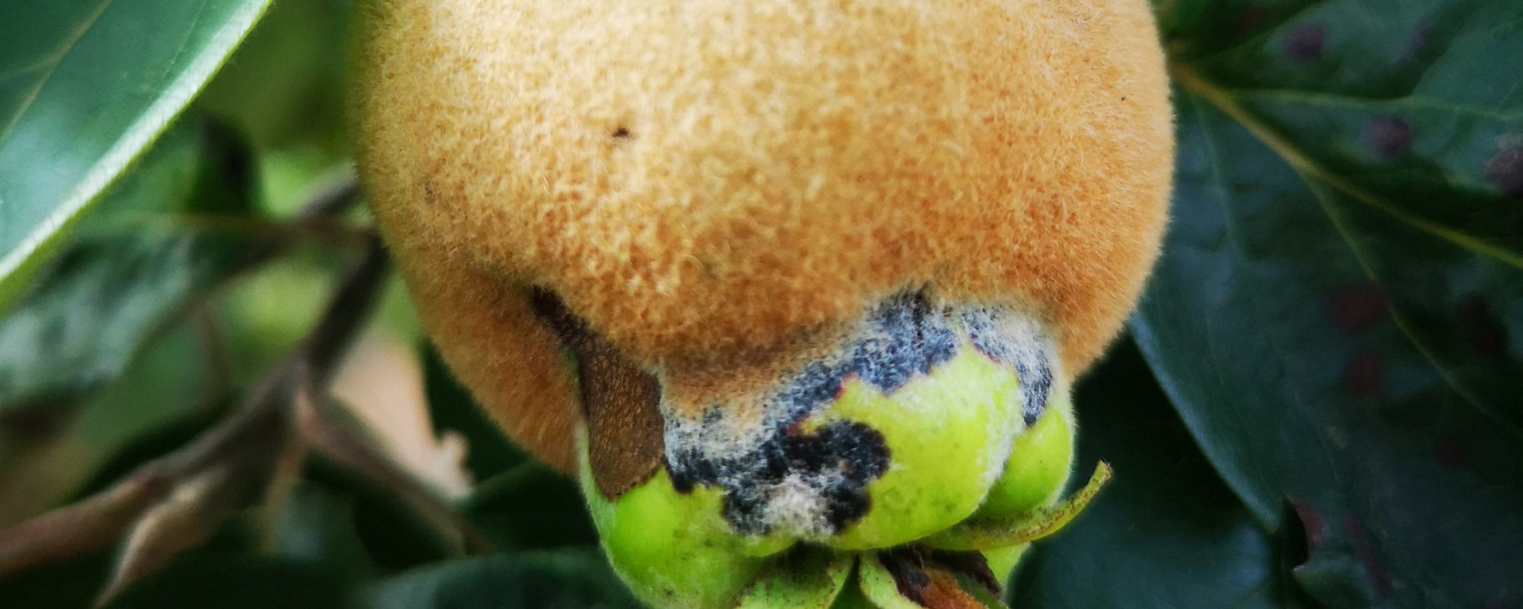 Carole Rousseaux Vegetal Picytures -2020- Coing mal en point